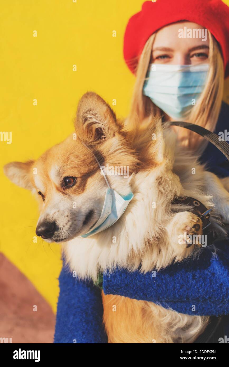 Stilvolle Frau in einer Maske mit einem Corgi Hund in den Armen vor dem  Hintergrund einer gelben Wand. Schutz vor dem SARS-CoV-2-Virus und  Prävention i Stockfotografie - Alamy