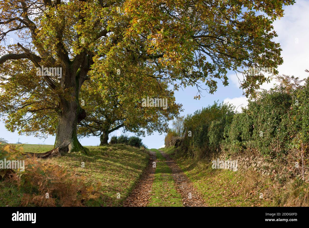 Eichen im Herbst entlang eines Bauernpfades und öffentlichen Fußwegs in der Nähe von Culbone im Exmoor National Park, Somerset, England. Stockfoto