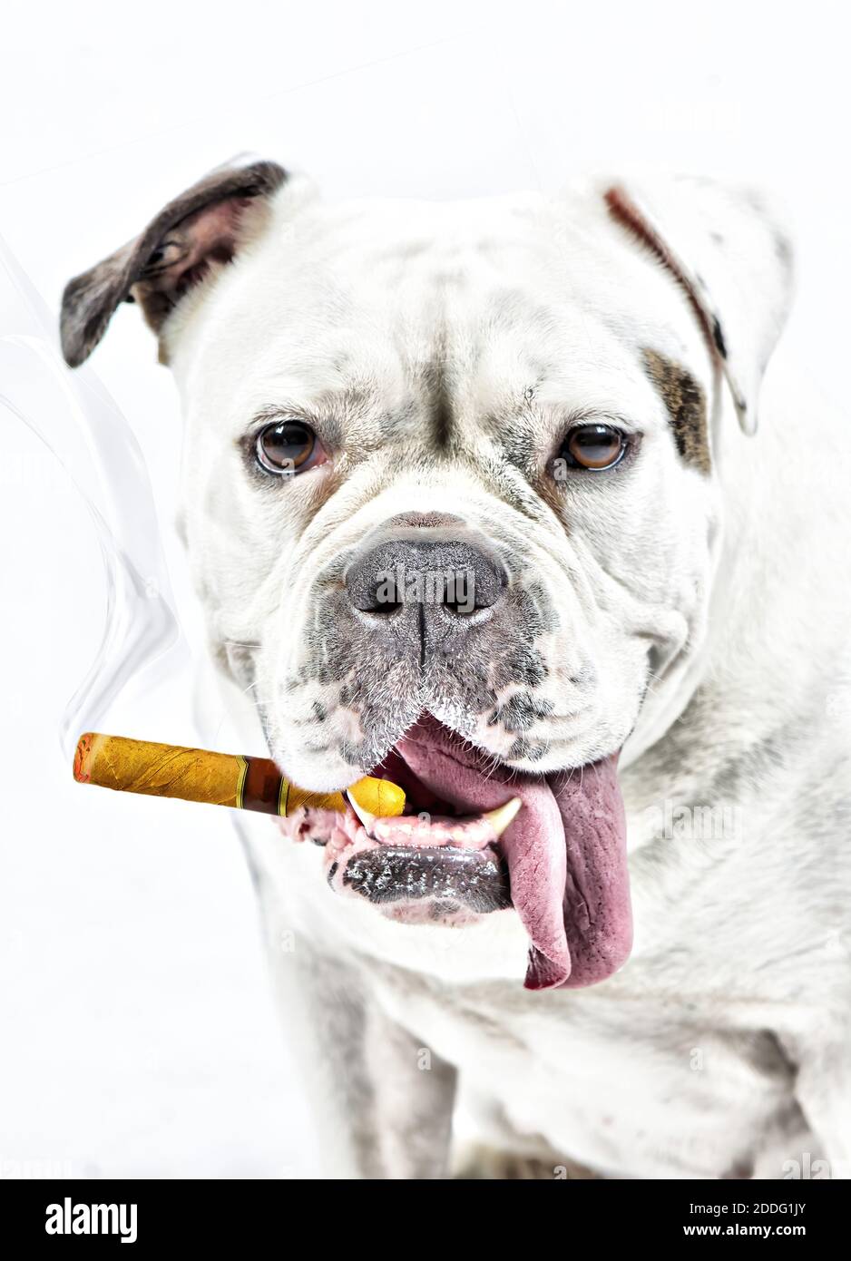 Eine dicke alte englische Bulldogge raucht eine Zigarre. Die Zunge hängt aus ihrem Mund. Kopf- und Schulteraufnahme, Composite-Foto. Stockfoto