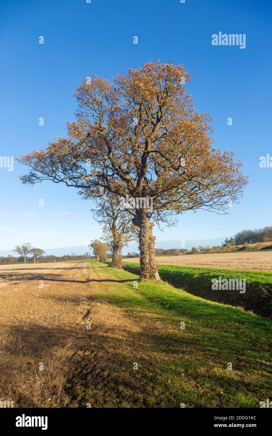Eichenbäume, Quercus Robur, Herbstblatt blauer Himmel Suffolk Sandlings AONB, England, UK Stockfoto