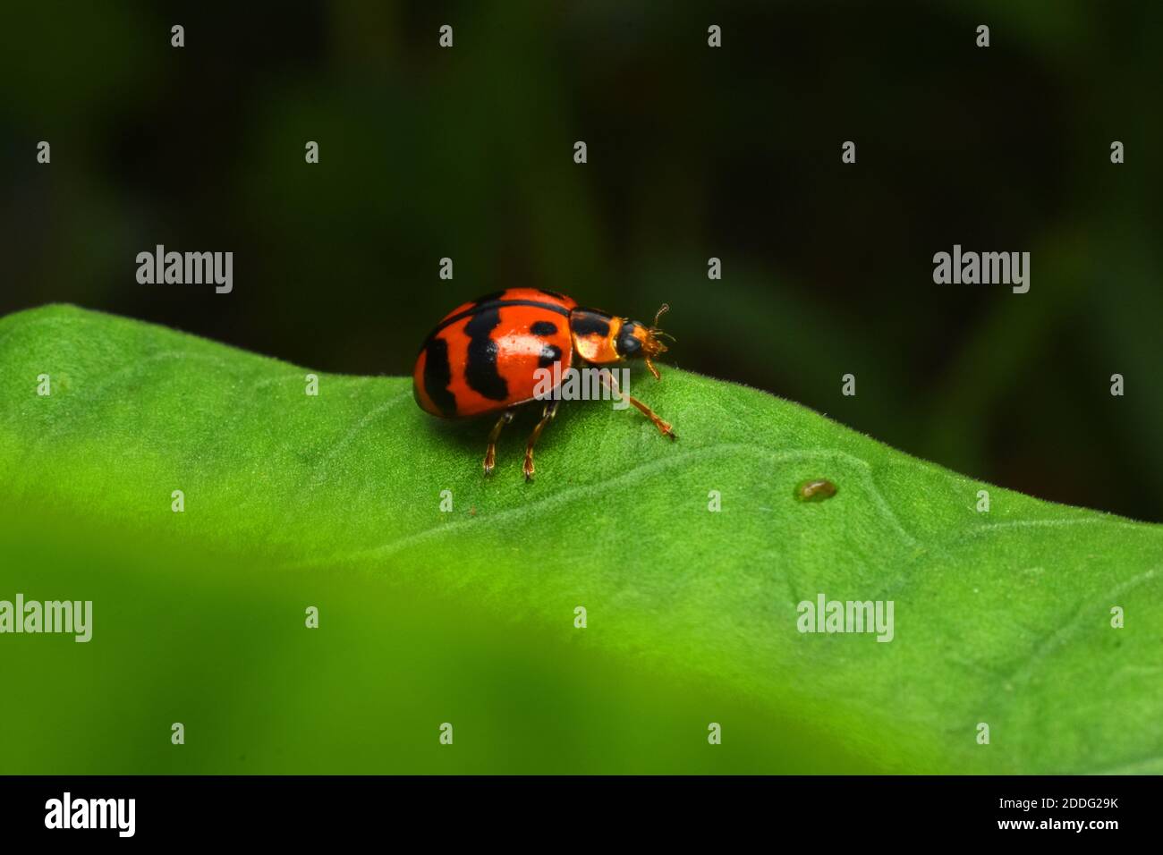 Marienkäfer kriecht auf grünem Blatt Stockfoto