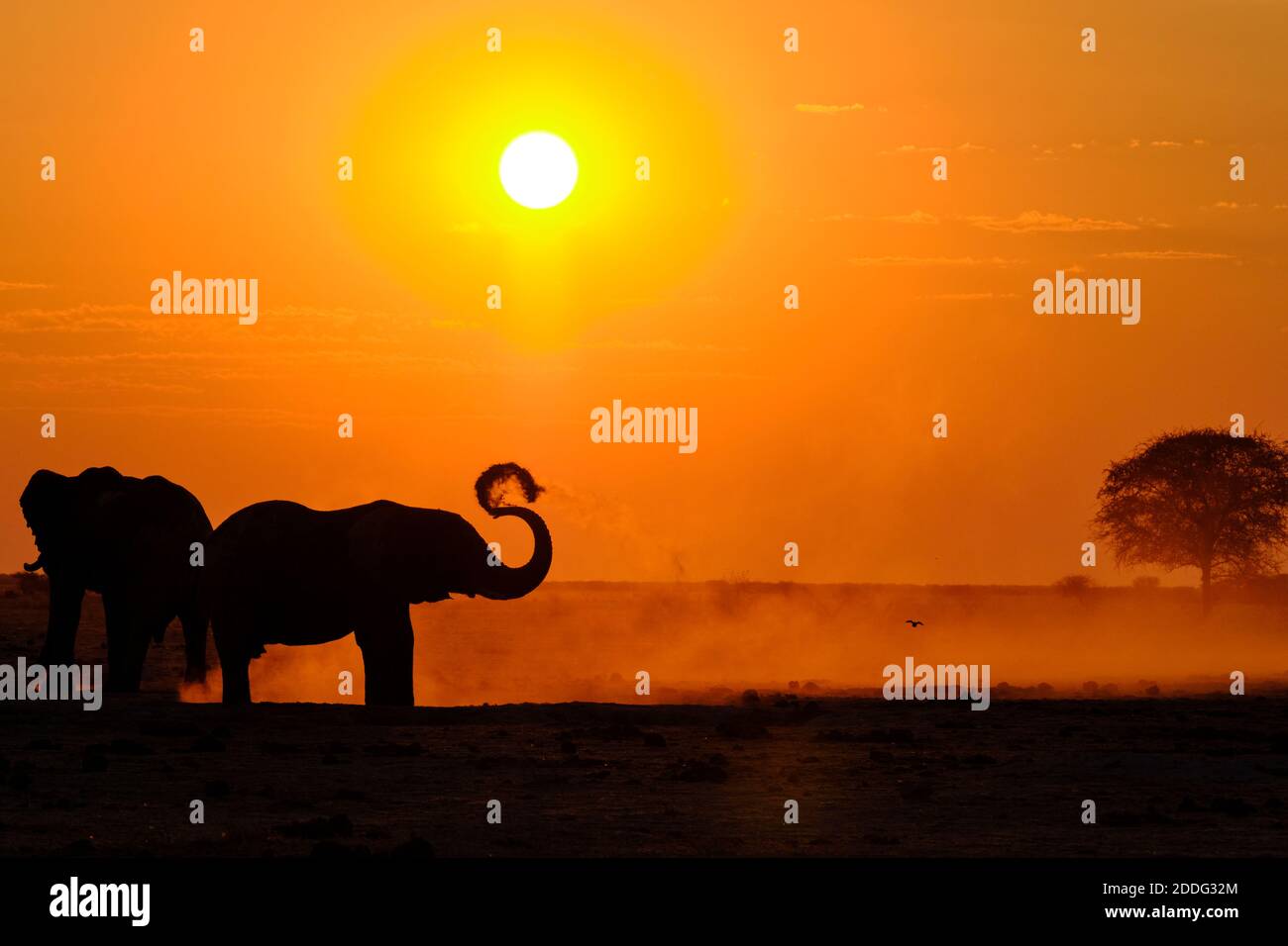 Afrikanische Elefanten, Loxodonta Africana, Staubkörper bei Sonnenuntergang. Naxi Pan, Makgadikgadi Pan, Botswana, Afrika. Stockfoto