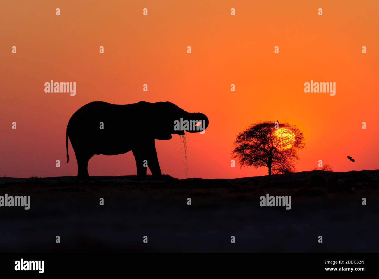 Afrikanischer Elefant, Loxodonta Africana, bei Sonnenuntergang als Silhouette, Hintergrund Sonne und orangefarbener Himmel. Naxi Pan, Makgadikgadi Pan, Botsuana, Afrika Stockfoto