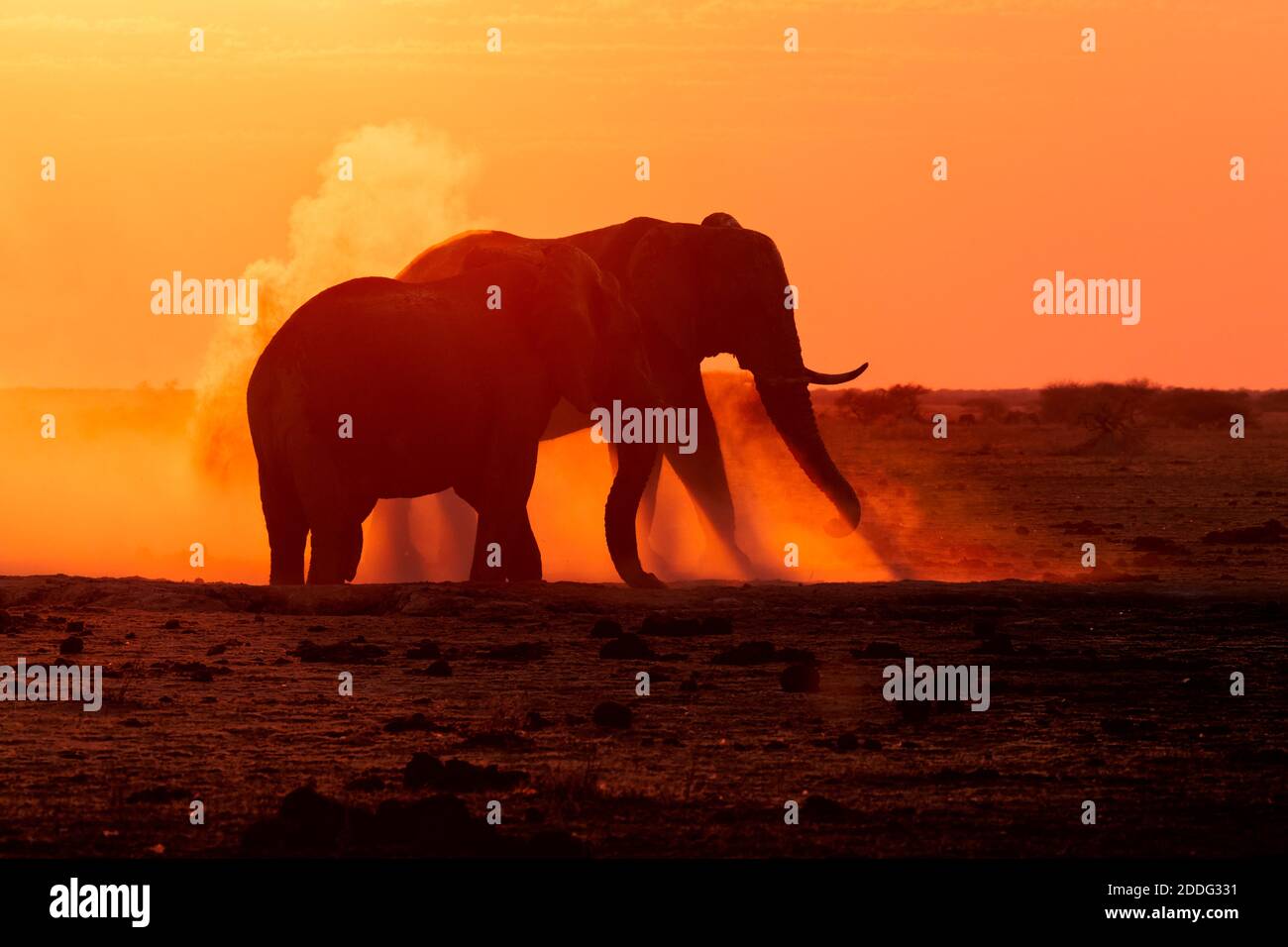 Afrikanische Elefanten, Loxodonta Africana, Staubkörper bei Sonnenuntergang Naxi Pan, Makgadikgadi Pan, Botswana, Afrika. Stockfoto