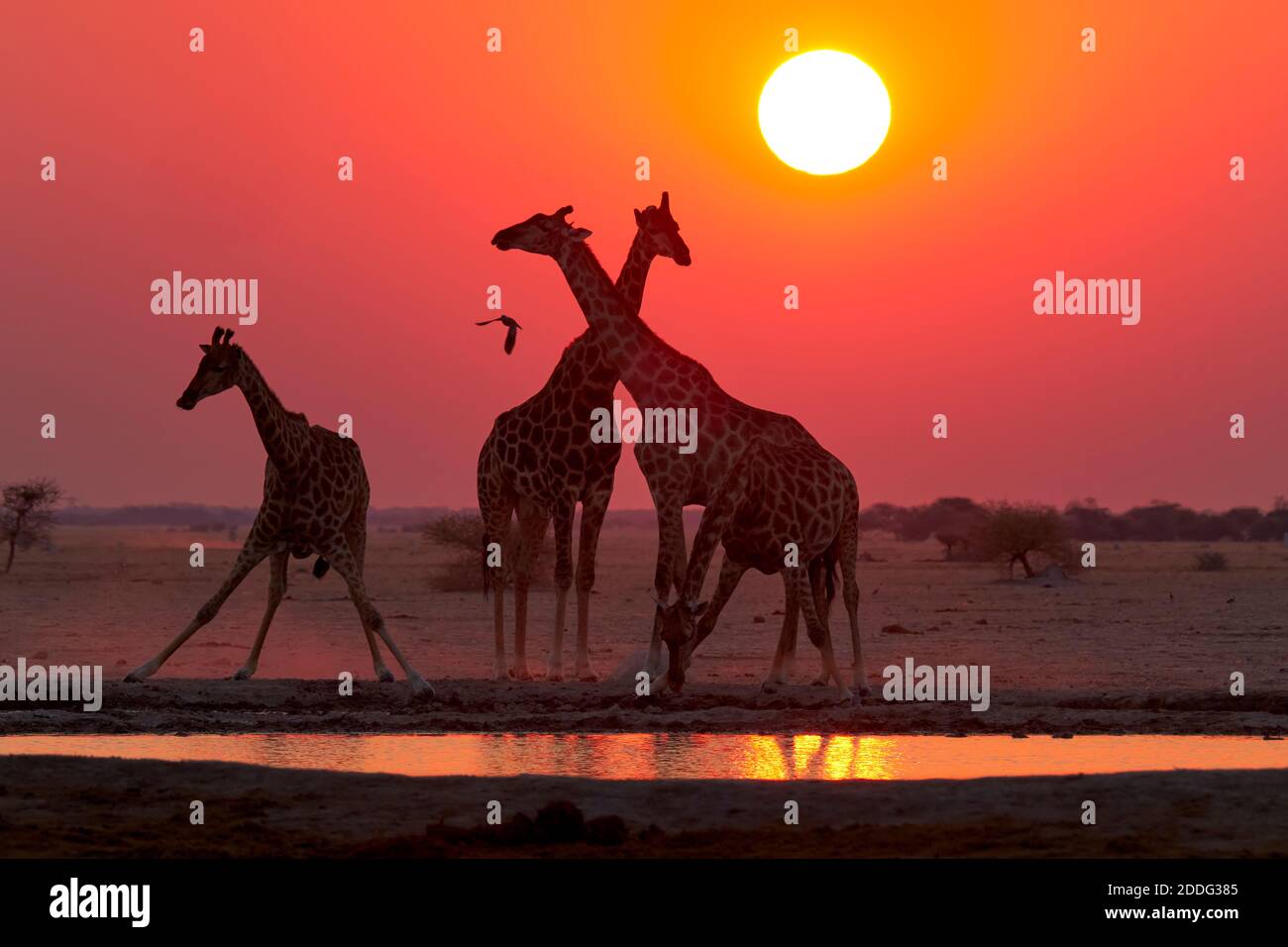 Giraffen, Giraffa camelopardalis, bei Sonnenuntergang in der Savanne. Naxi Pan, Makgadikgadi Pan, Botsuana, Afrika. Stockfoto