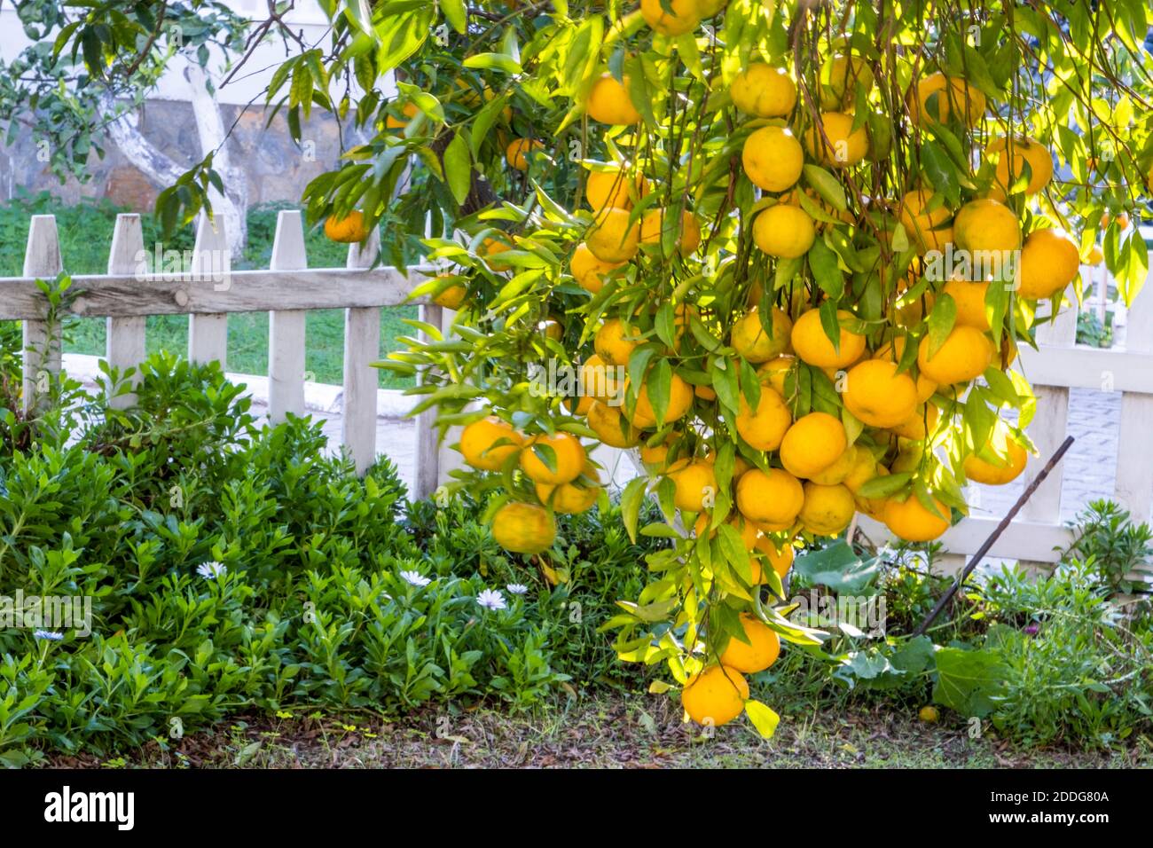 Viele orangefarbene Mandarinen an einem einzigen Ast hängen und schwingen im Wind. Natürlicher und farbenfroher Lebensmittelhintergrund Stockfoto