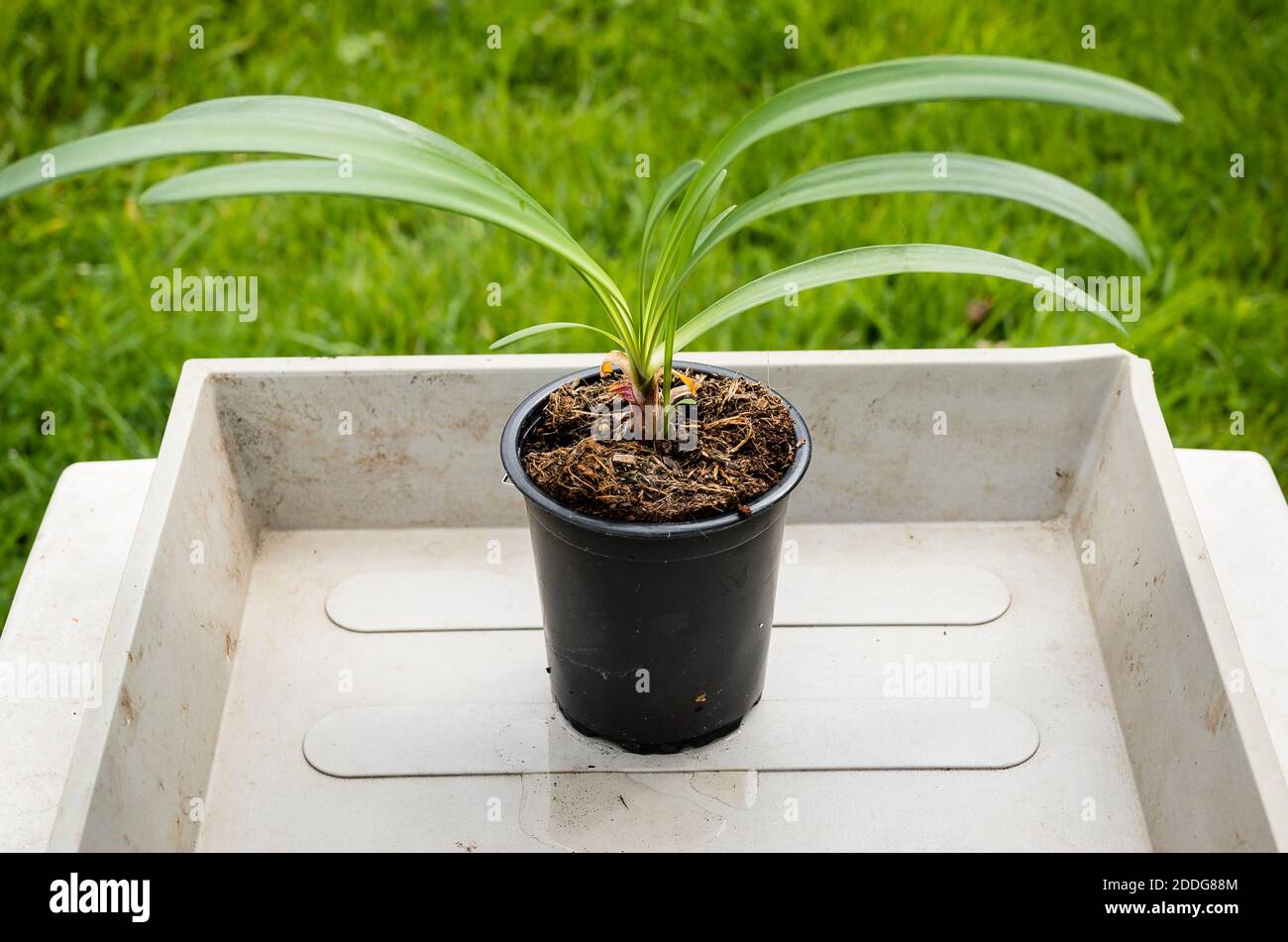 Ein junger Agapanthus-Pflanzenstecker bereit für repotting für seine Nächste Wachstumsphase in Großbritannien Stockfoto