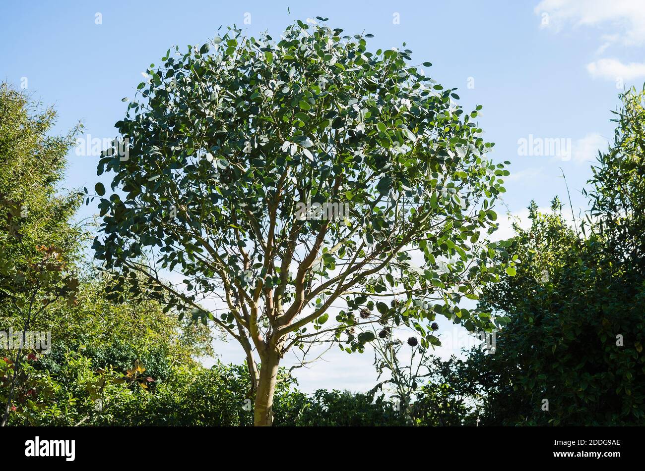 Ein Exemplar Eucalyptus gunnii geformt, um es als enthalten Kleinerer Baum in einem englischen Garten in Großbritannien Stockfoto