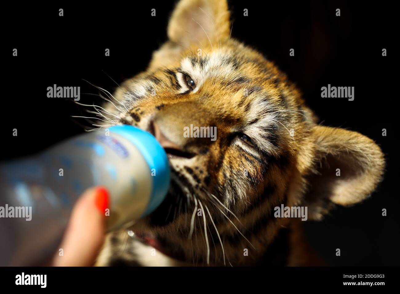 Füttern eines kleinen Tigers mit Plastikflasche im Zoo Stockfoto
