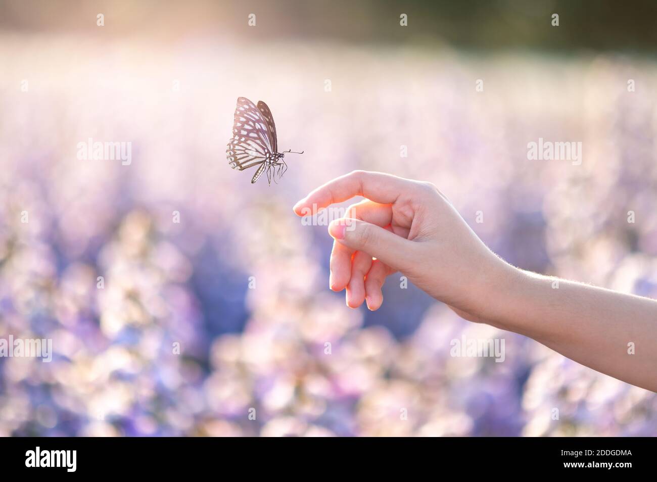 Das Mädchen befreit die Schmetterling aus dem Glas, golden Blue moment Begriff der Freiheit Stockfoto