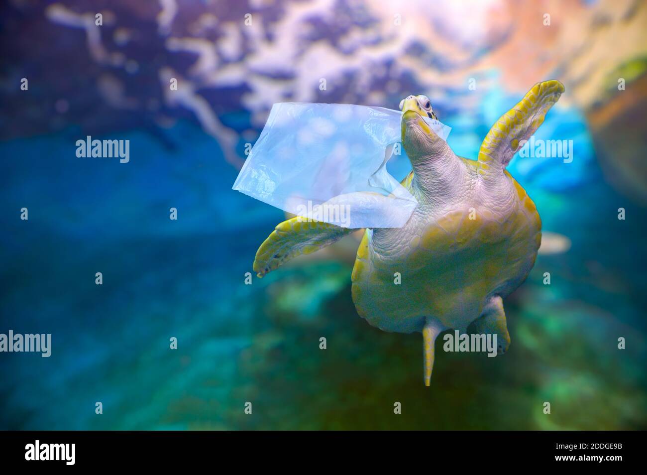 Kunststoff Meeresschildkröte essen Plastiktüten unter dem blauen Meer. Umweltschutz Konzepte und nicht Müll ins Meer werfen Stockfoto