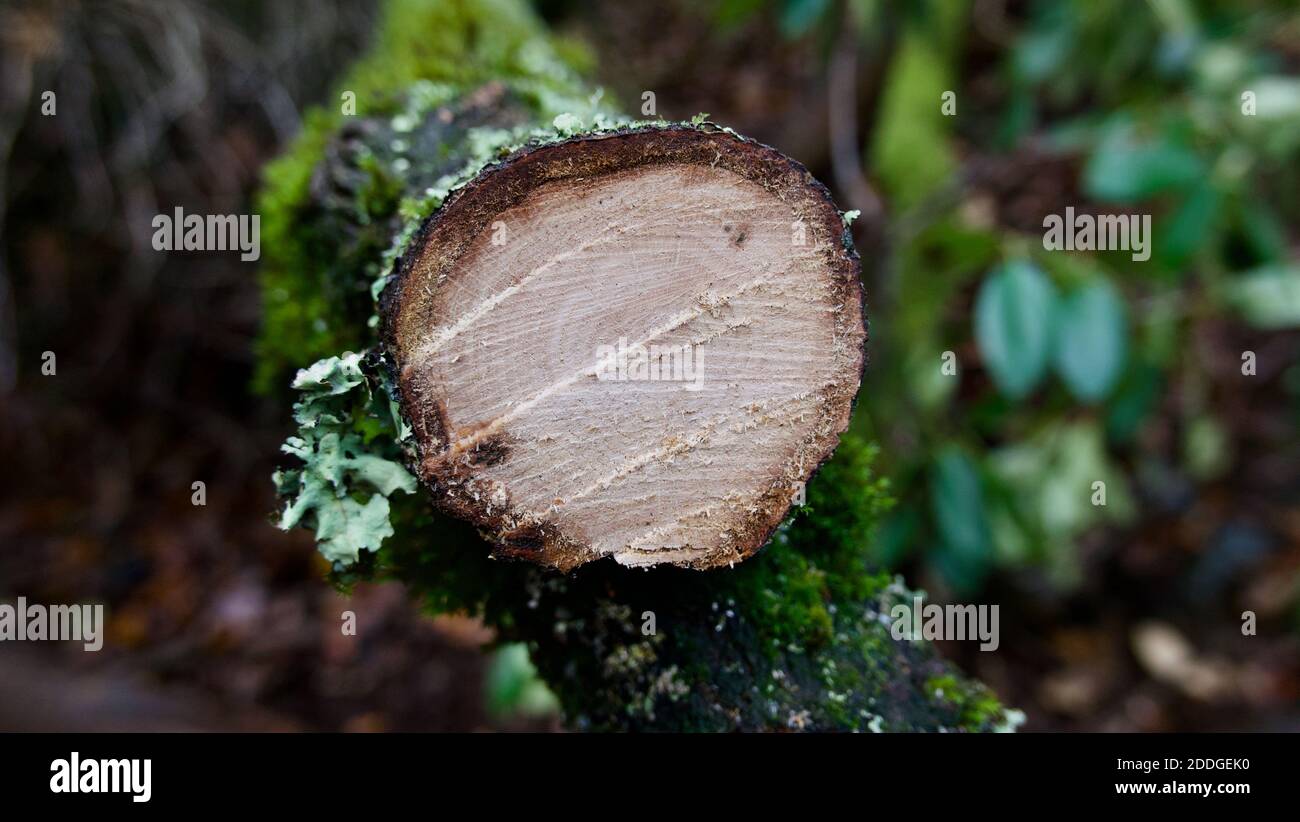 Frisch gesägte Baumstamm oder Baum mit Holzmaserung sichtbar In Waldlage Stockfoto