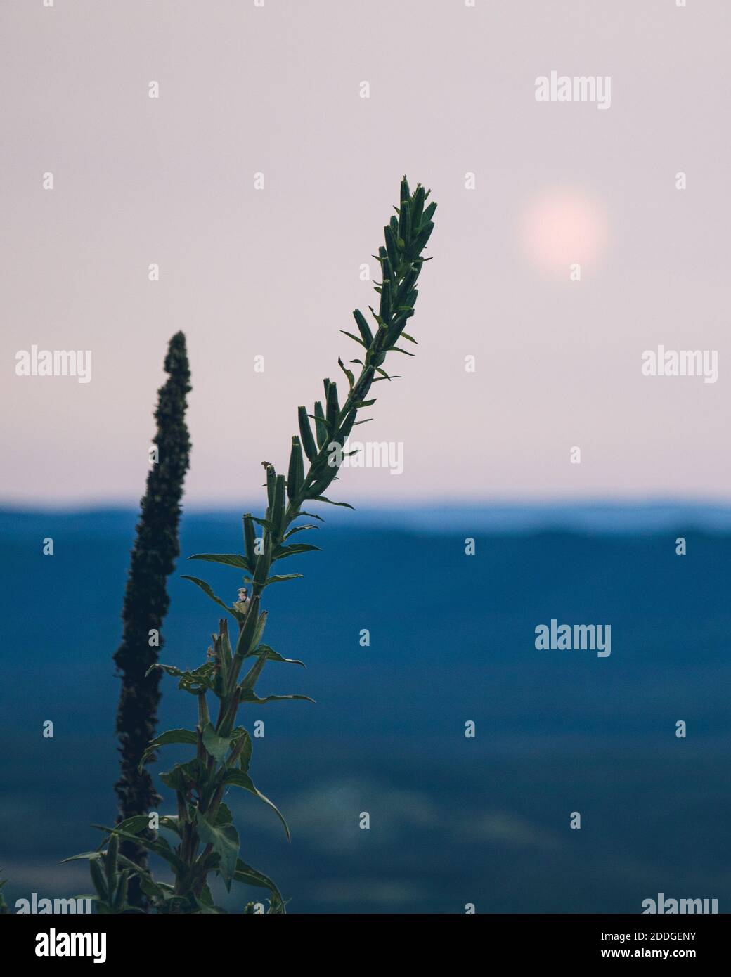 Eine vertikale Nahaufnahme von Cupressaceae auf verschwommenem Hintergrund Stockfoto