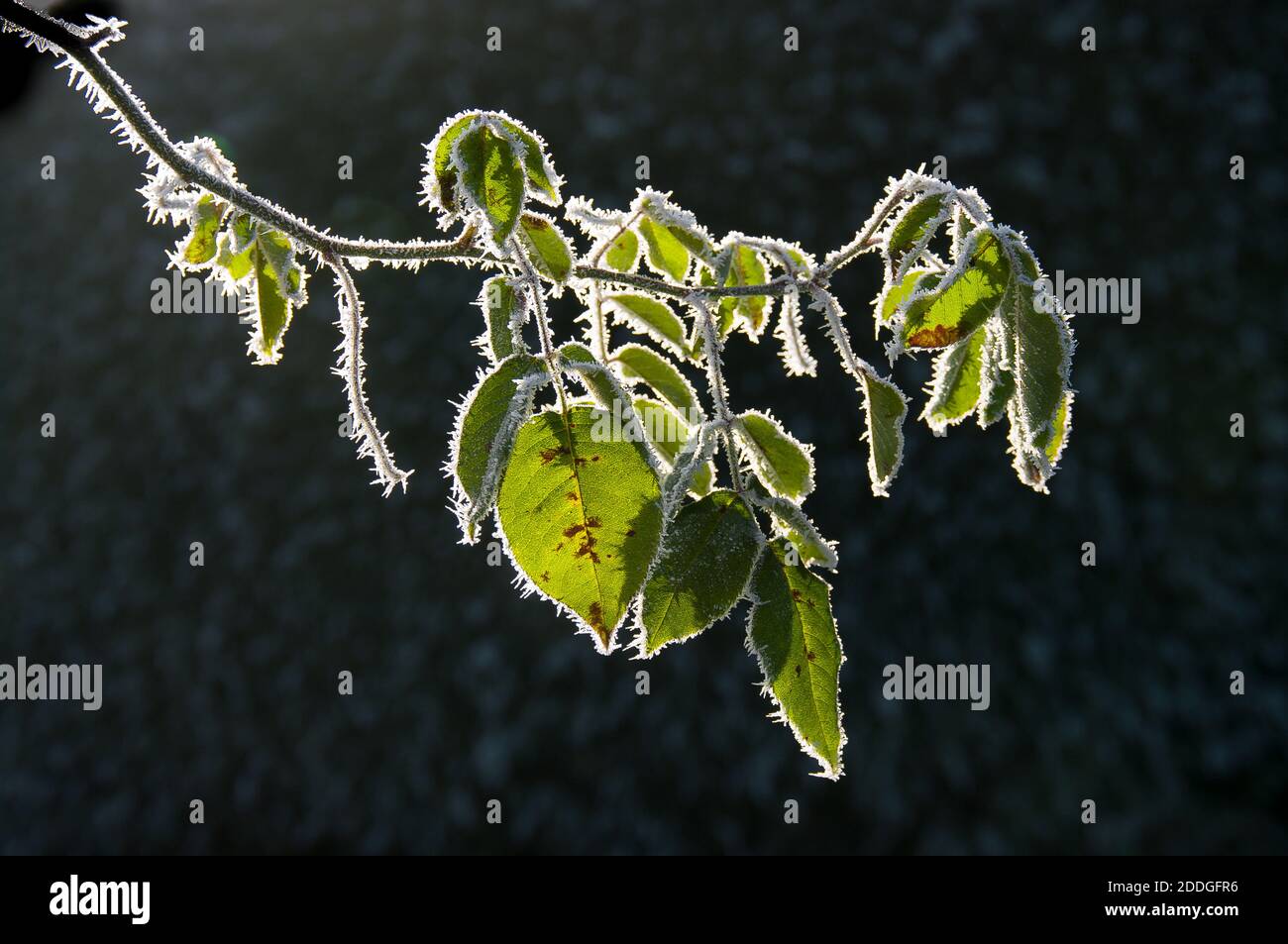 Reif Eiskristalle auf einem Rosenbusch in der Mitte des Winters Januar in Großbritannien Stockfoto