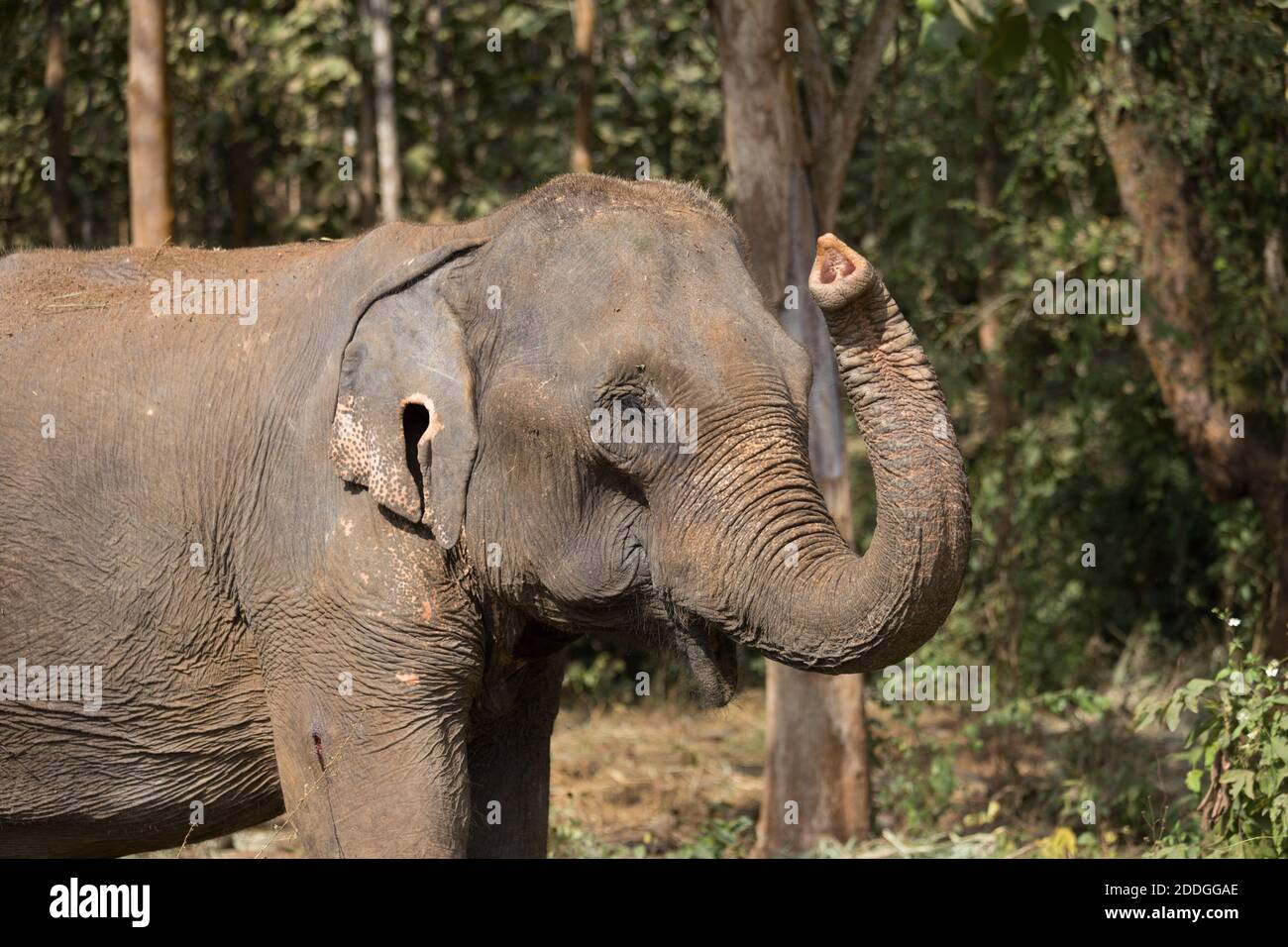 Elefant steht unter Baum in Laos Elefantenschutzgebiet Stockfoto