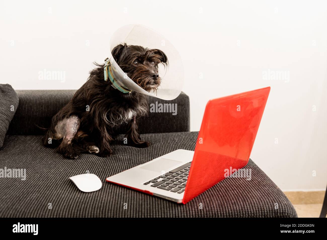 Inländische flauschige Hund in Kunststoff Haustier Kegel sitzt auf dem Sofa Und Videos auf Netbook zu Hause ansehen Stockfoto