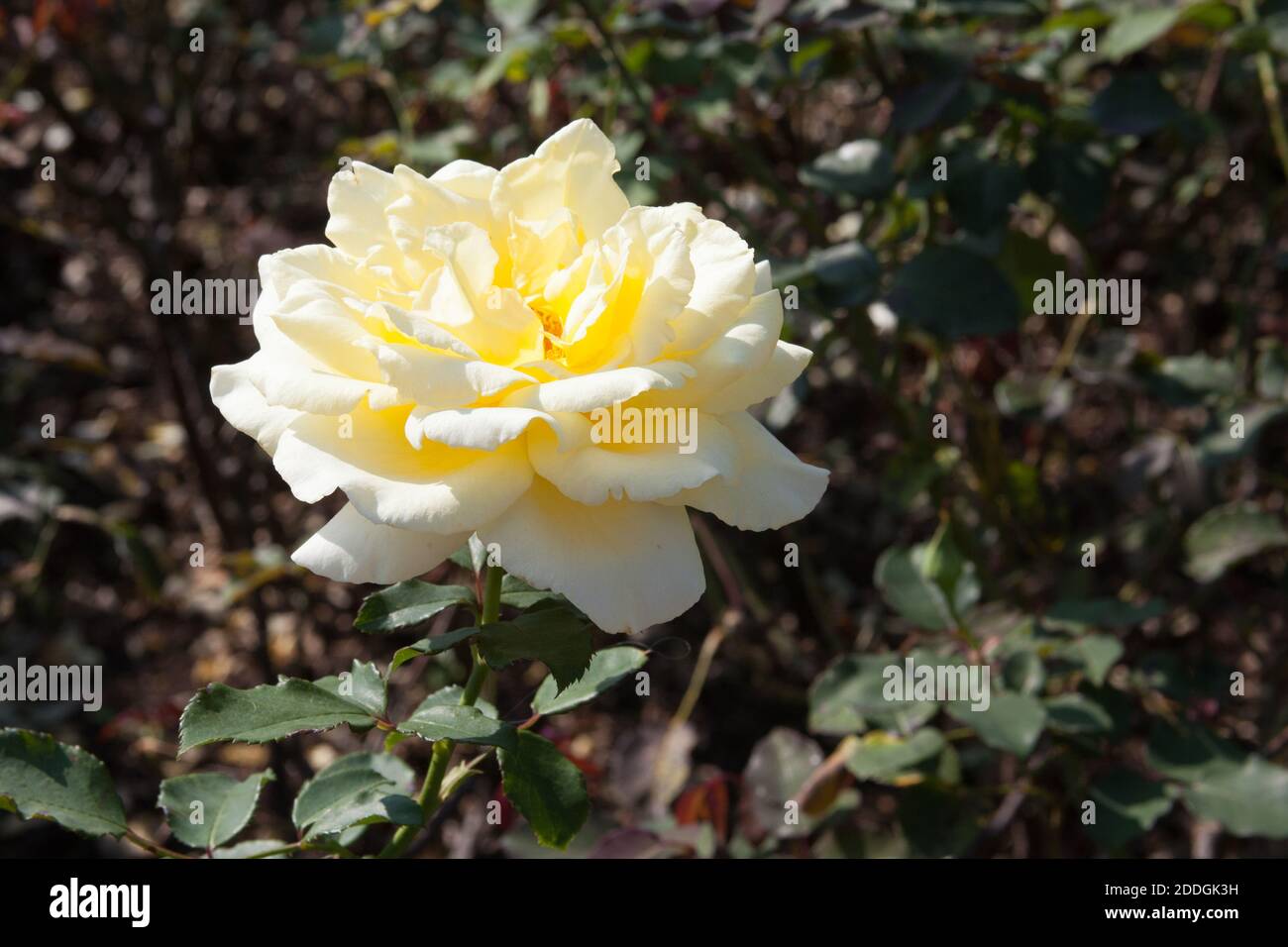 Eine blassgelbe Rose, die auf einem Rosenstrauch wächst Stockfoto