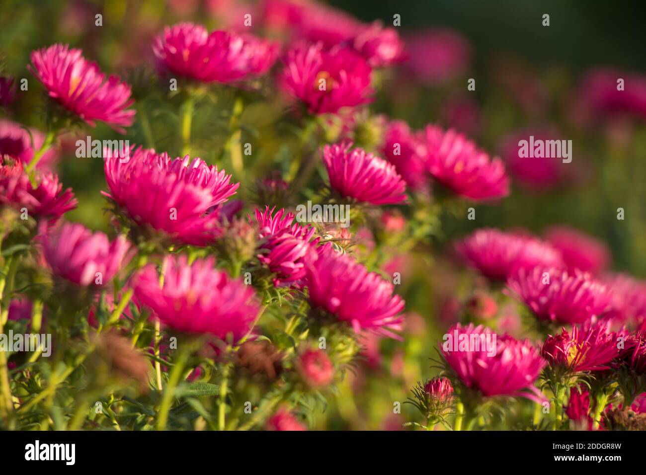 Nahaufnahme von rosa Astern Blumen Stockfoto