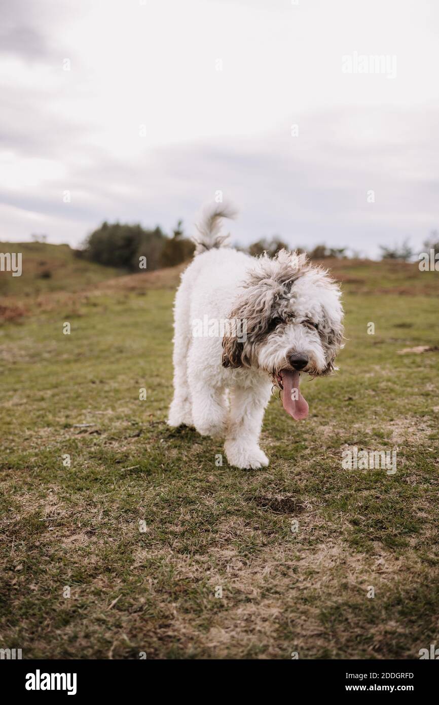 Süßer spanischer Wasserhund mit weißem Fell, der den Hügel entlang läuft Am bewölkten Tag Stockfoto