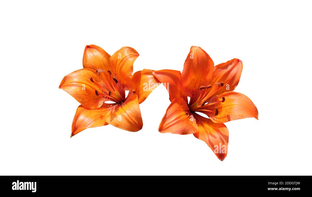 Leuchtend orange Lilienblüten. Schöne Blumen mit orangen Blütenblättern. Isoliert auf weißem Hintergrund. Stockfoto