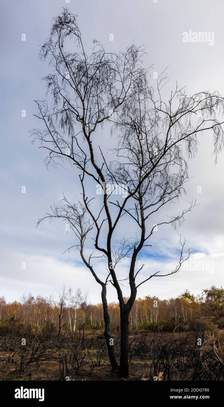 Verkohlte, verbrannte Silberbirken und -Sträucher, die durch einen Heidenbrand im Whitmoor- und Rickford Commons-Naturschutzgebiet in Worplesdon, Guildford, Surrey, zerstört wurden Stockfoto