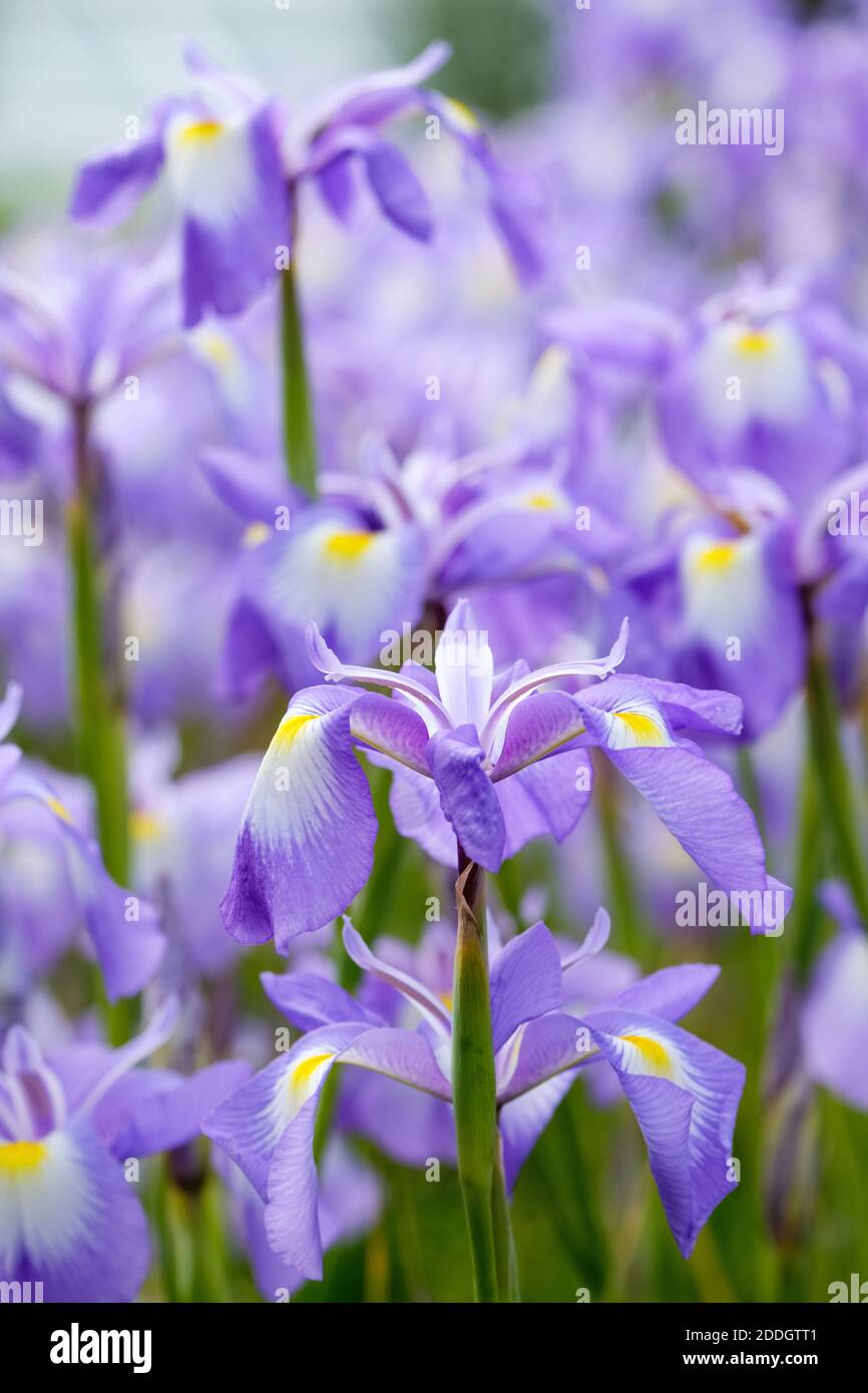 Iris cycloglossa. Afghanische Iris. Nahaufnahme von Blumen Stockfoto