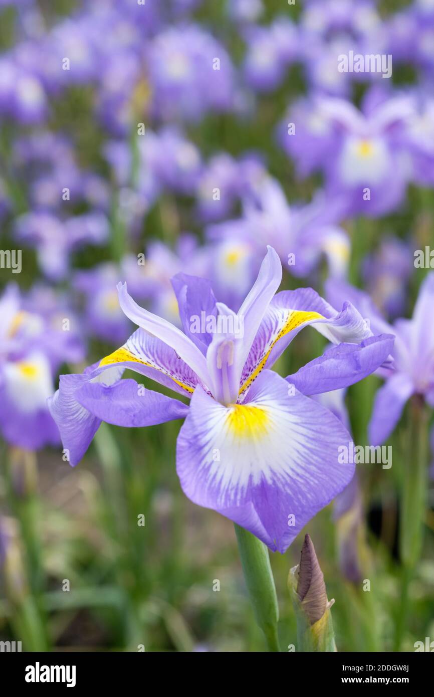Iris cycloglossa. Afghanische Iris. Nahaufnahme von Blumen Stockfoto