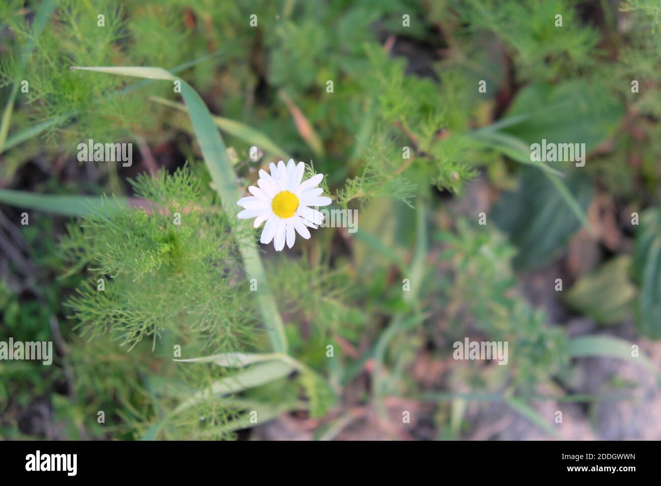 Kleine weiße Blume einer Feldkamille. Stockfoto