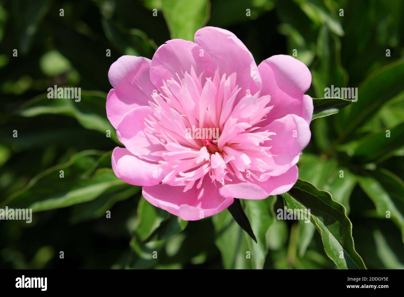 Große rosa Pfingstrose. Blume mit rosa Blütenblättern. Stockfoto