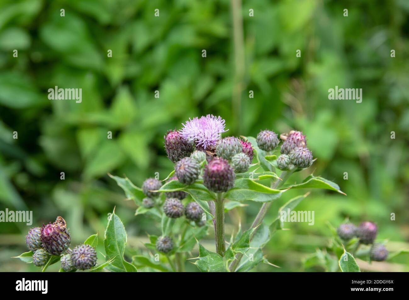 Nahaufnahme EINES Carduus in Amsterdam Niederlande 12-6-2020 Stockfoto