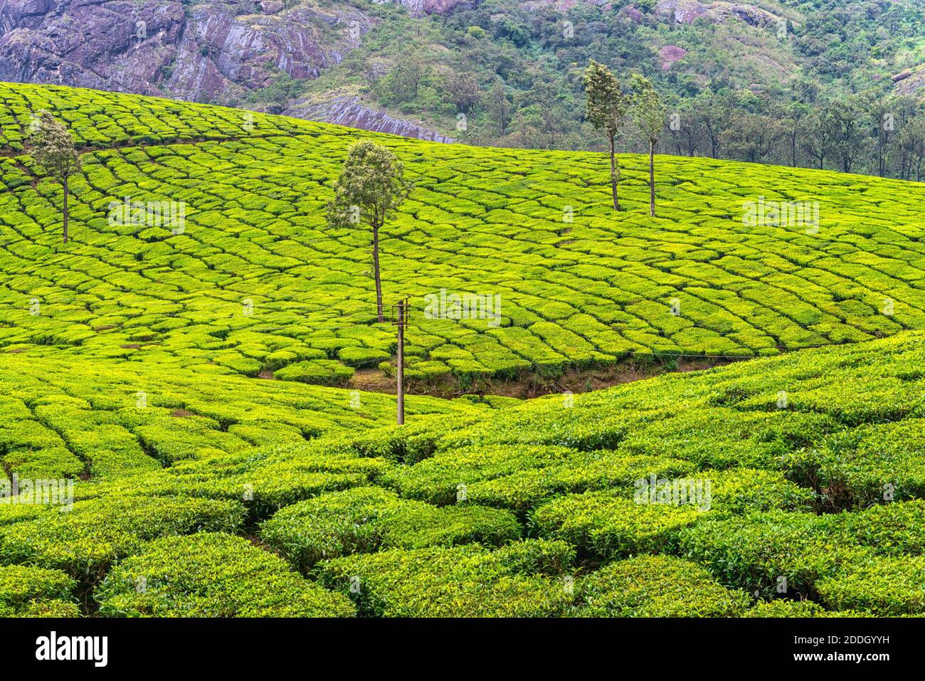 Kerala, Indien. Teeplantagen in Munnar, Kerala in Indien mit Bergen im Hintergrund. Grüner Wald am späten Abend Stockfoto