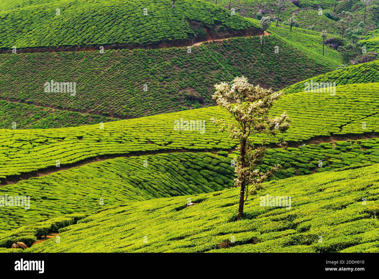 Kerala, Indien. Teeplantagen in Munnar, Kerala in Indien mit Bergen im Hintergrund. Grüner Wald am späten Abend Stockfoto