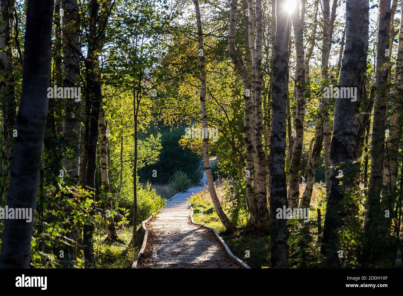 Holzbrücke zwischen Birken und Kiefern bei Sonnenuntergang, Chalupska Slat, Sumava Nationalpark, Tschechische Republik, sonniger Herbsttag Stockfoto
