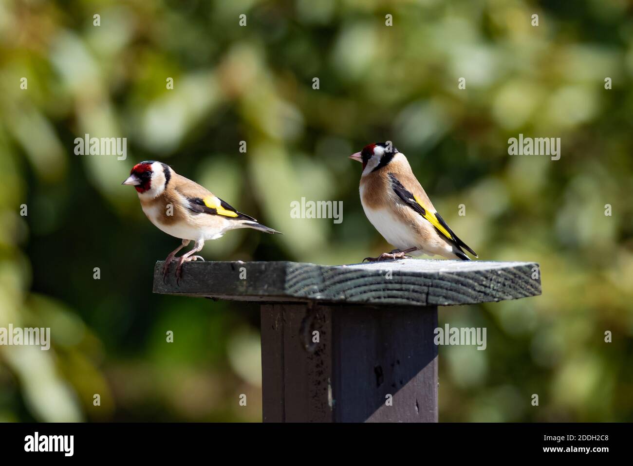 Zwei Goldfinken auf einem Vogeltisch 001 Stockfoto