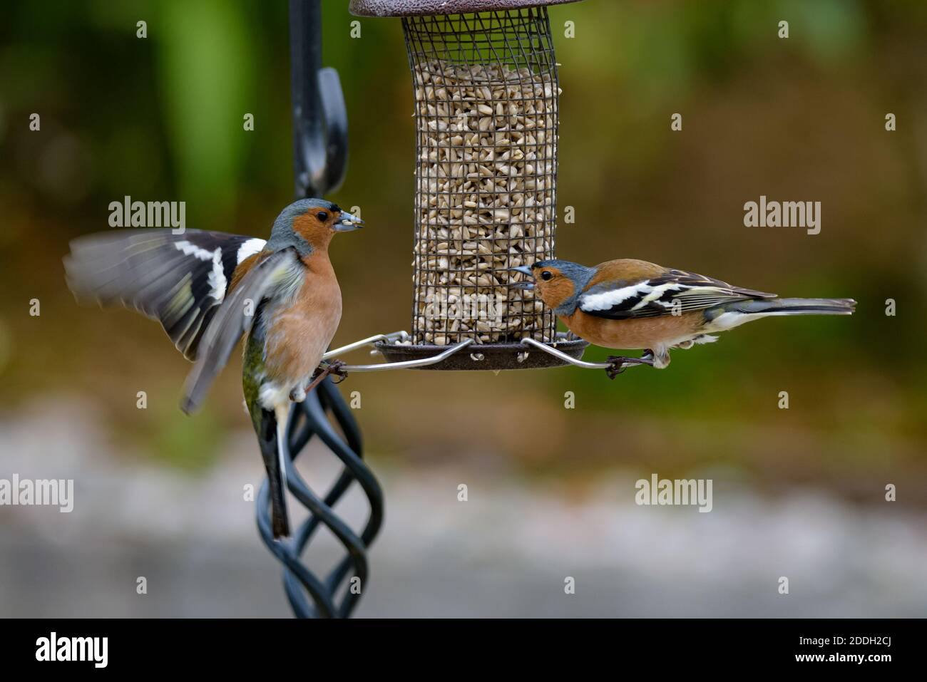 Zwei männliche Buchfinken, die auf einem Vogelfutterhaus argumentieren Stockfoto