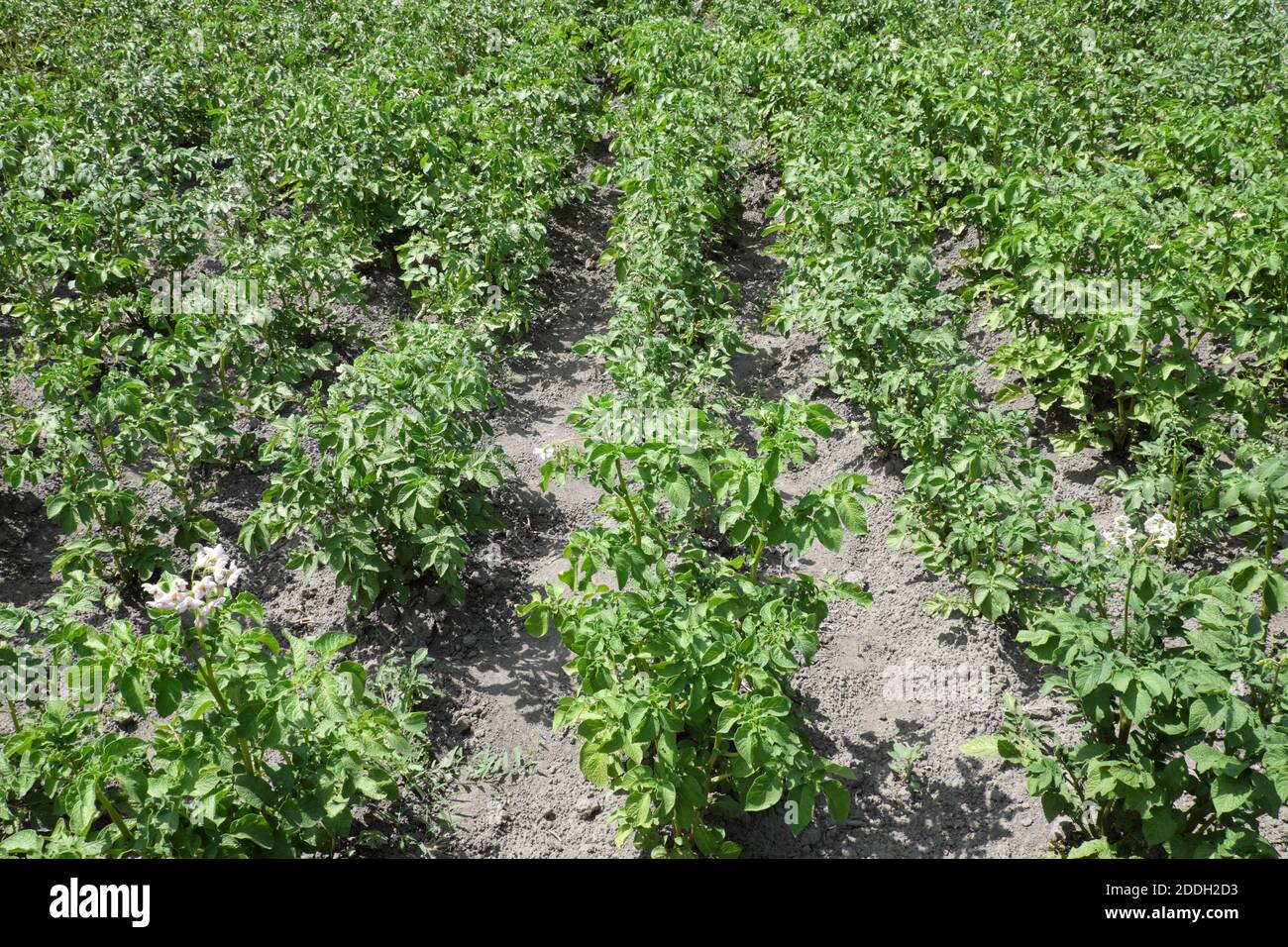 Kartoffelsträucher auf einem heimischen Gemüsegarten. Gartenbau. Stockfoto