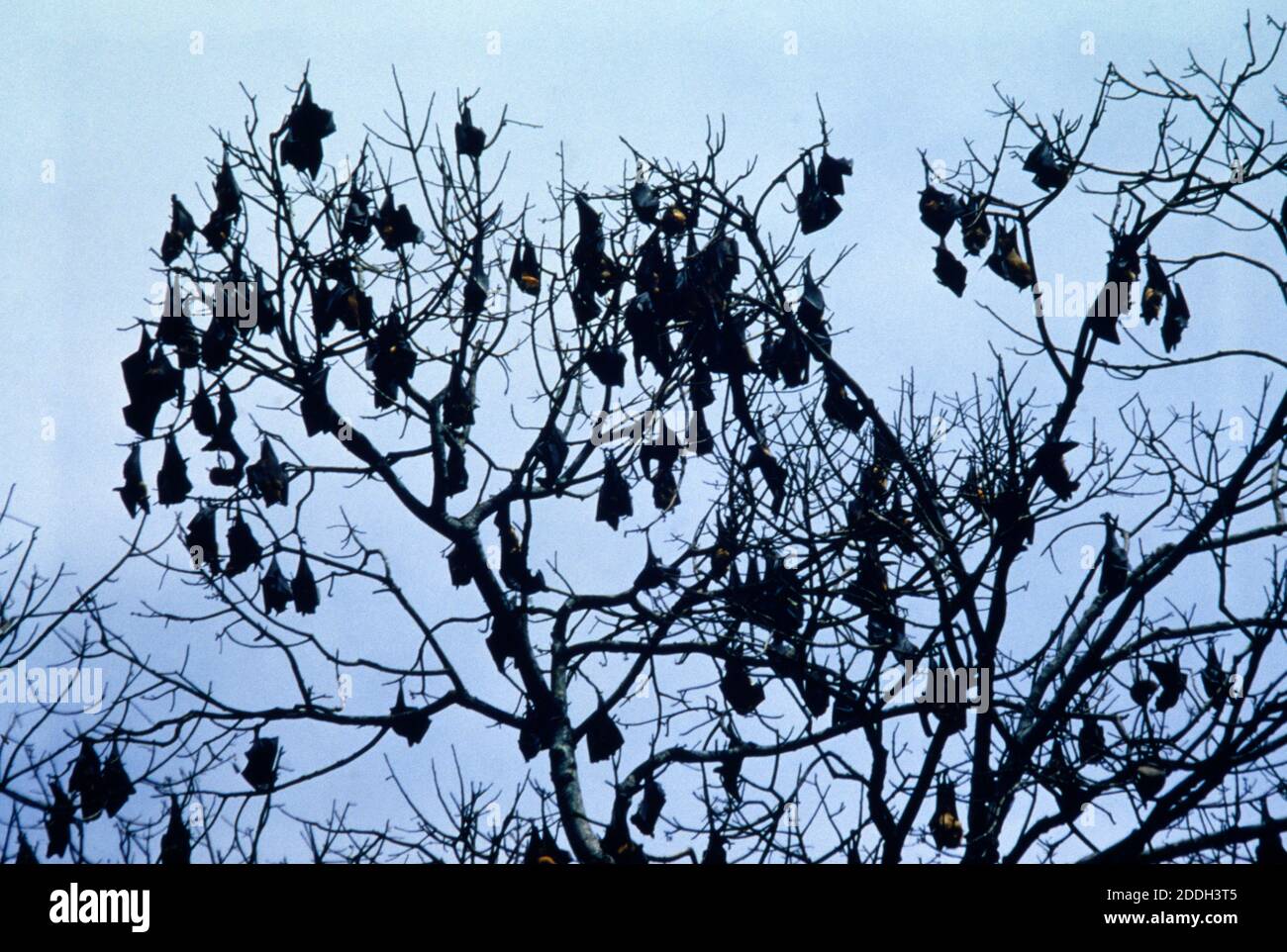 Malaysia Pere Gardens Kolonie der Fledermäuse in Baum Stockfoto