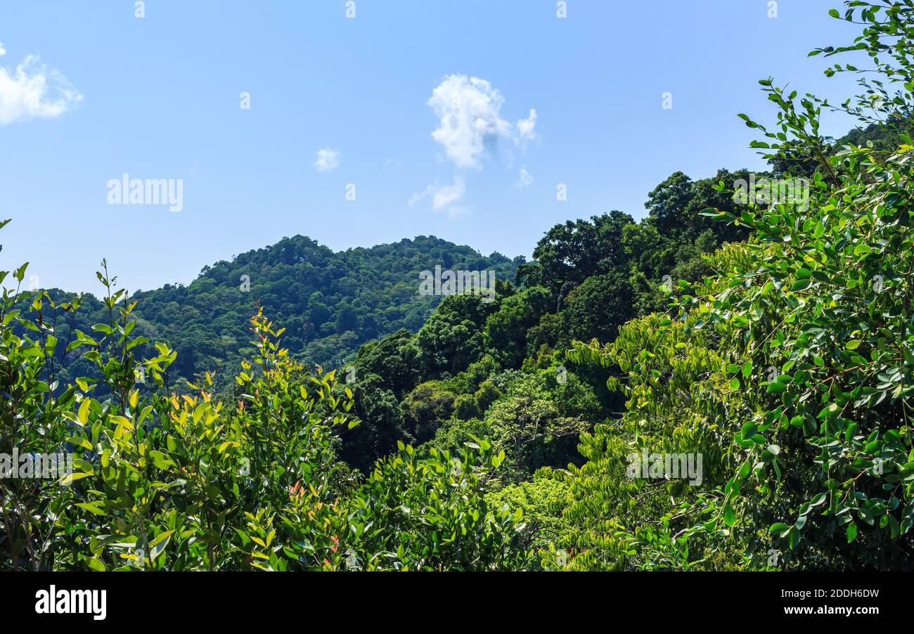 Thailand natürliche grüne Bäume Blick Stockfoto