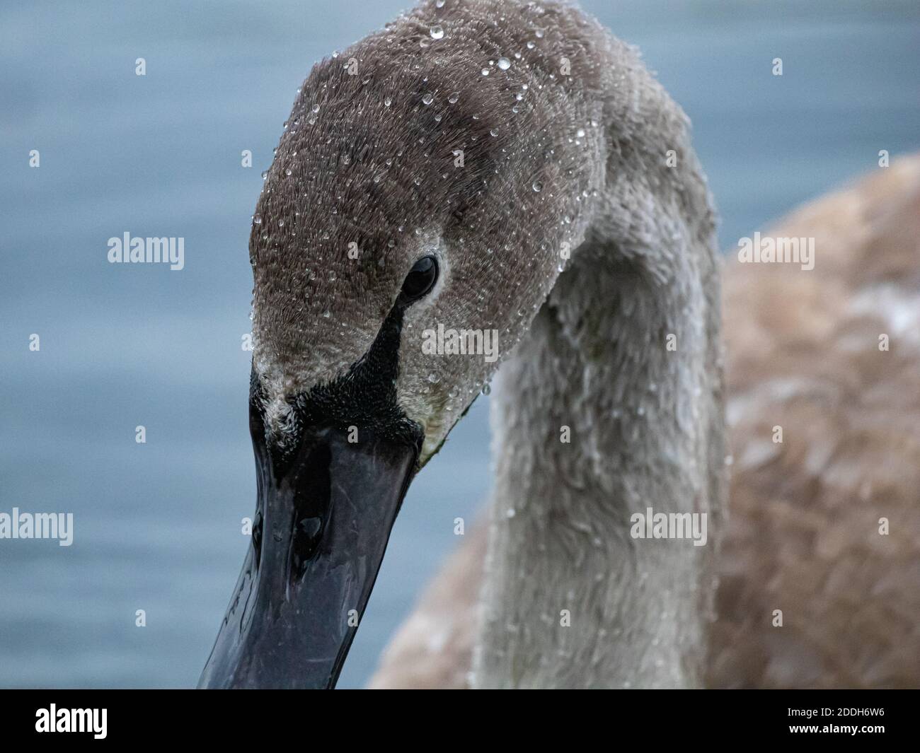 Eine Nahaufnahme eines Cygnet mit Wassertröpfchen auf dem Kopf. Stockfoto