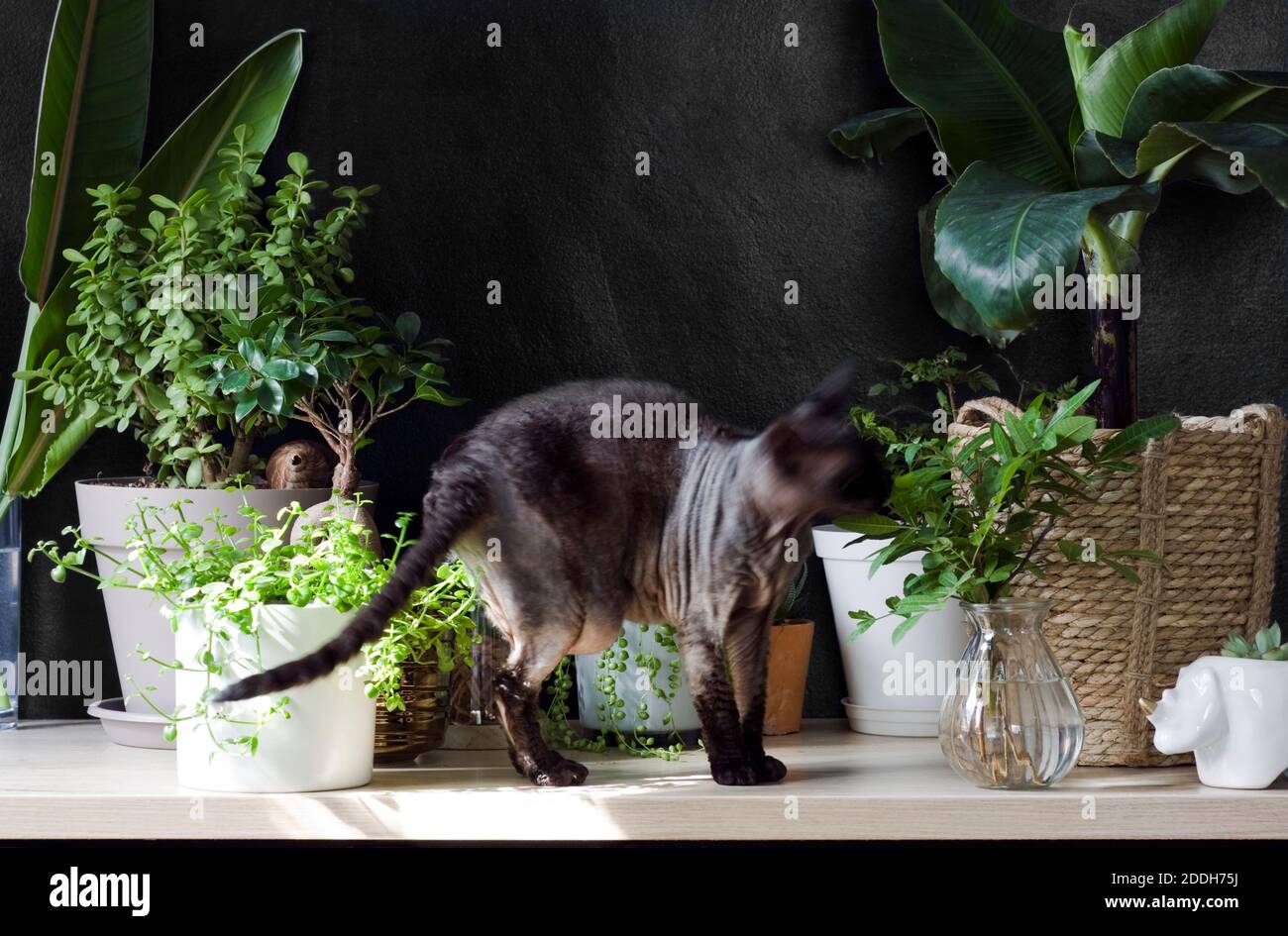 Eine Katze von Devon Rex erforscht diesen biophilen Schreibtisch im Home Office. Eine dieser Pflanzen, eine Bananenbaumpflanze, die im Korb abgebildet ist, ist nicht toxisch für Katzen. Stockfoto
