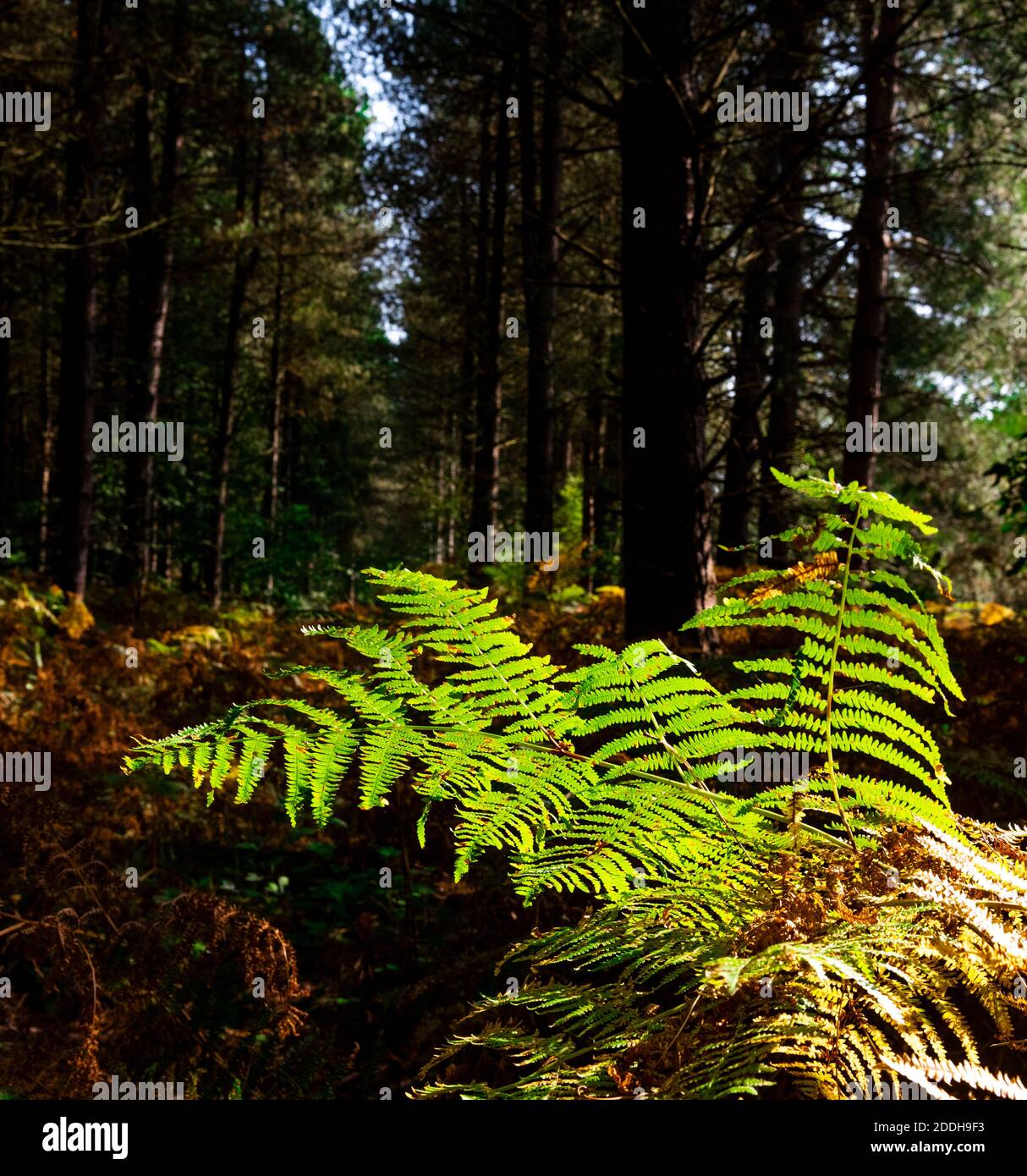 Grüne Bracken von der Sonne in einem herbstlichen Wald beleuchtet Einstellung UK Stockfoto