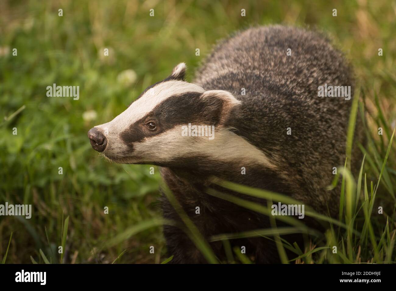 Europäischer Dachs Stockfoto