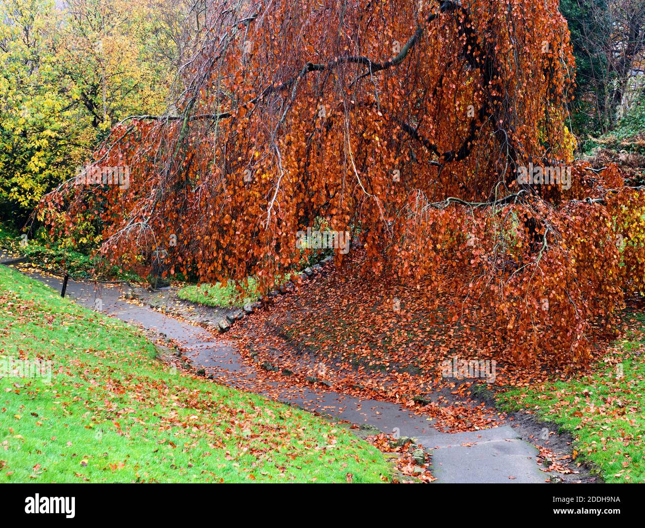 Kupferbuche am Weg durch den Graben Knaresborough Castle Knaresborough North Yorkshire England Stockfoto
