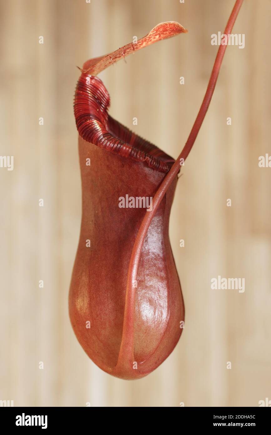 Nepenthes x 'Briggsiana' Stockfoto