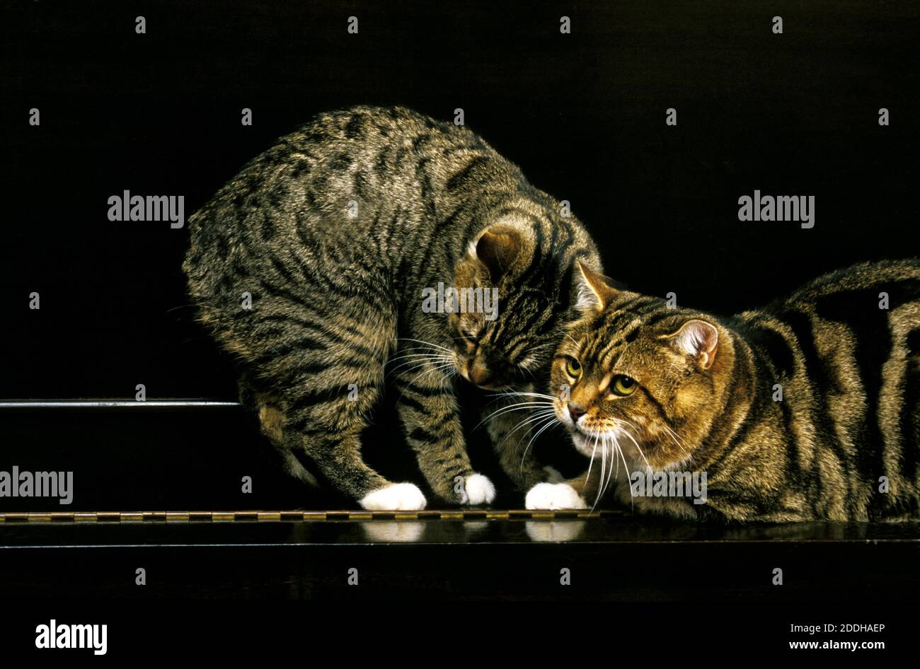 Manx Domestic Cat, Katze Rasse ohne Schwanz, Erwachsener stehend auf Klavier Stockfoto