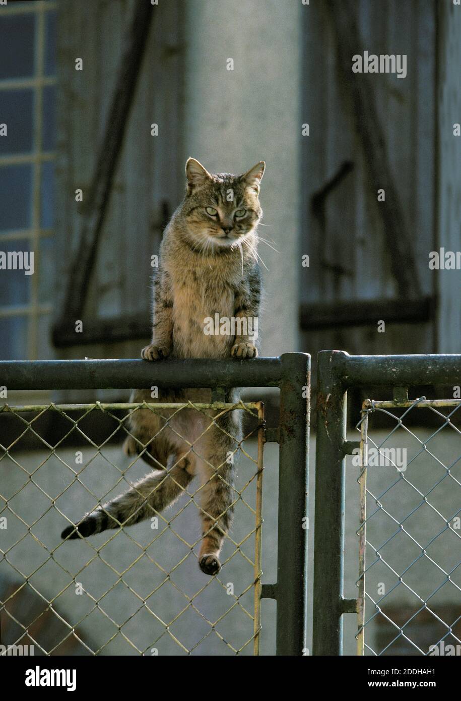 Europäischen braun Tabby Hauskatze, Erwachsene springen auf Tor Stockfoto