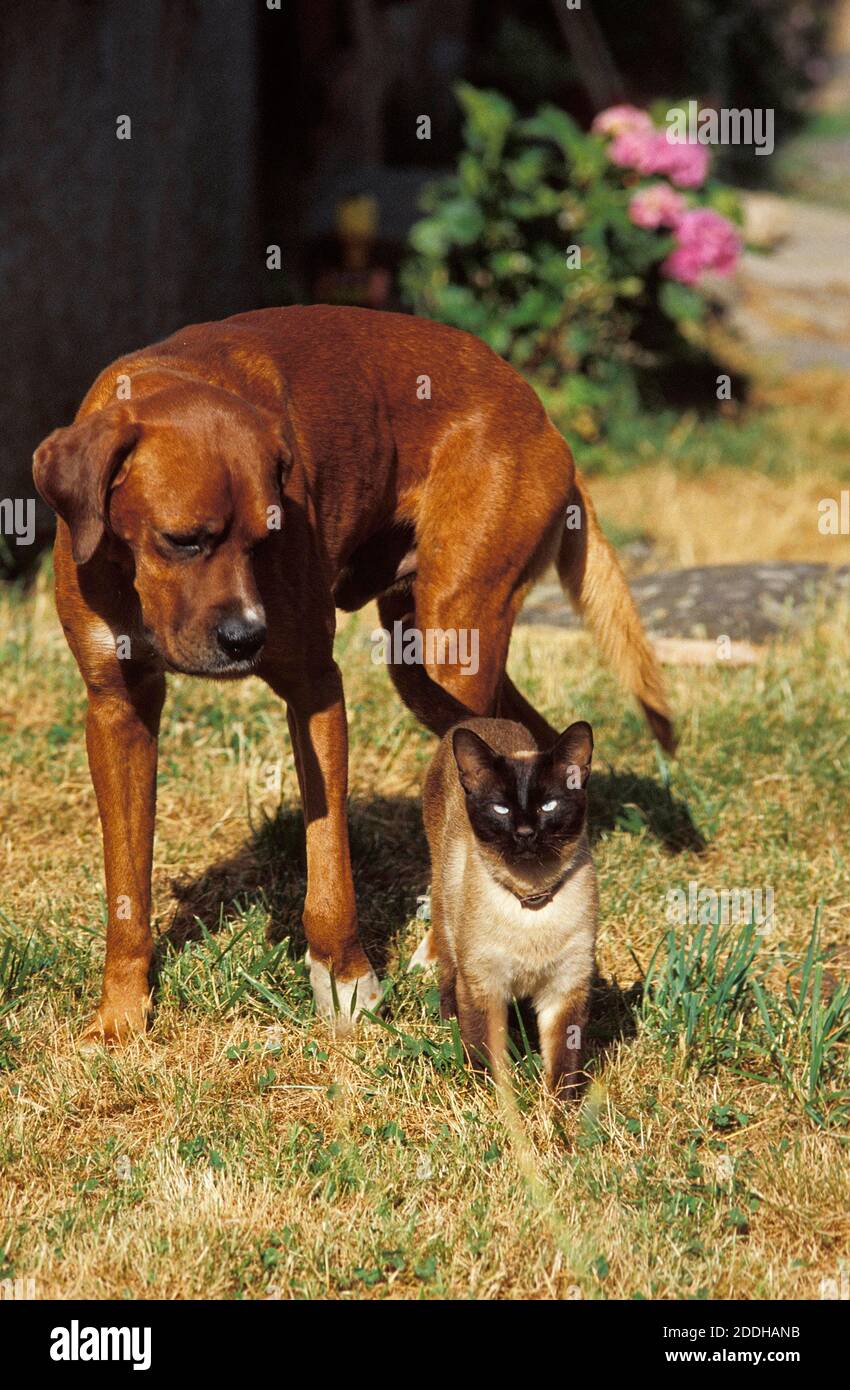 Seal Point Siam Hauskatze mit Rhodesian Ridgeback Hund Stockfotografie -  Alamy