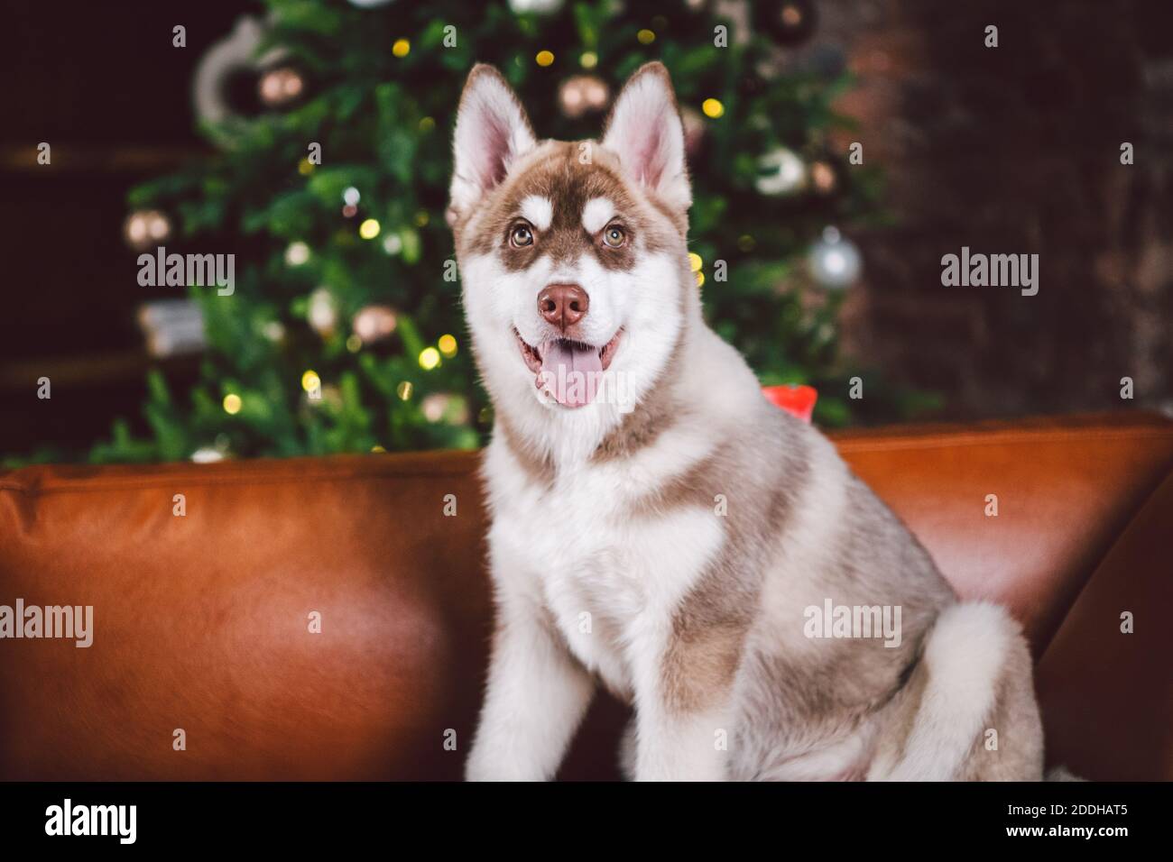 Haustier und frohe weihnachten und glückliches neues Jahr Konzept. Fröhlicher Welpe männlichen Husky hat Spaß im Wohnzimmer mit großen Bücherregalen, Bibliothek und Sofa in Stockfoto