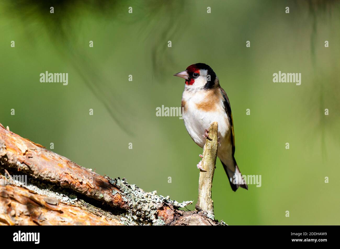 Ein erwachsener Goldfink (Carduelis carduelis), der auf einem Zweig thront, der aus einem Kiefernzweig bei Shieldaig bei Gairloch im Nordwesten Schottlands herausragt. Juni Stockfoto