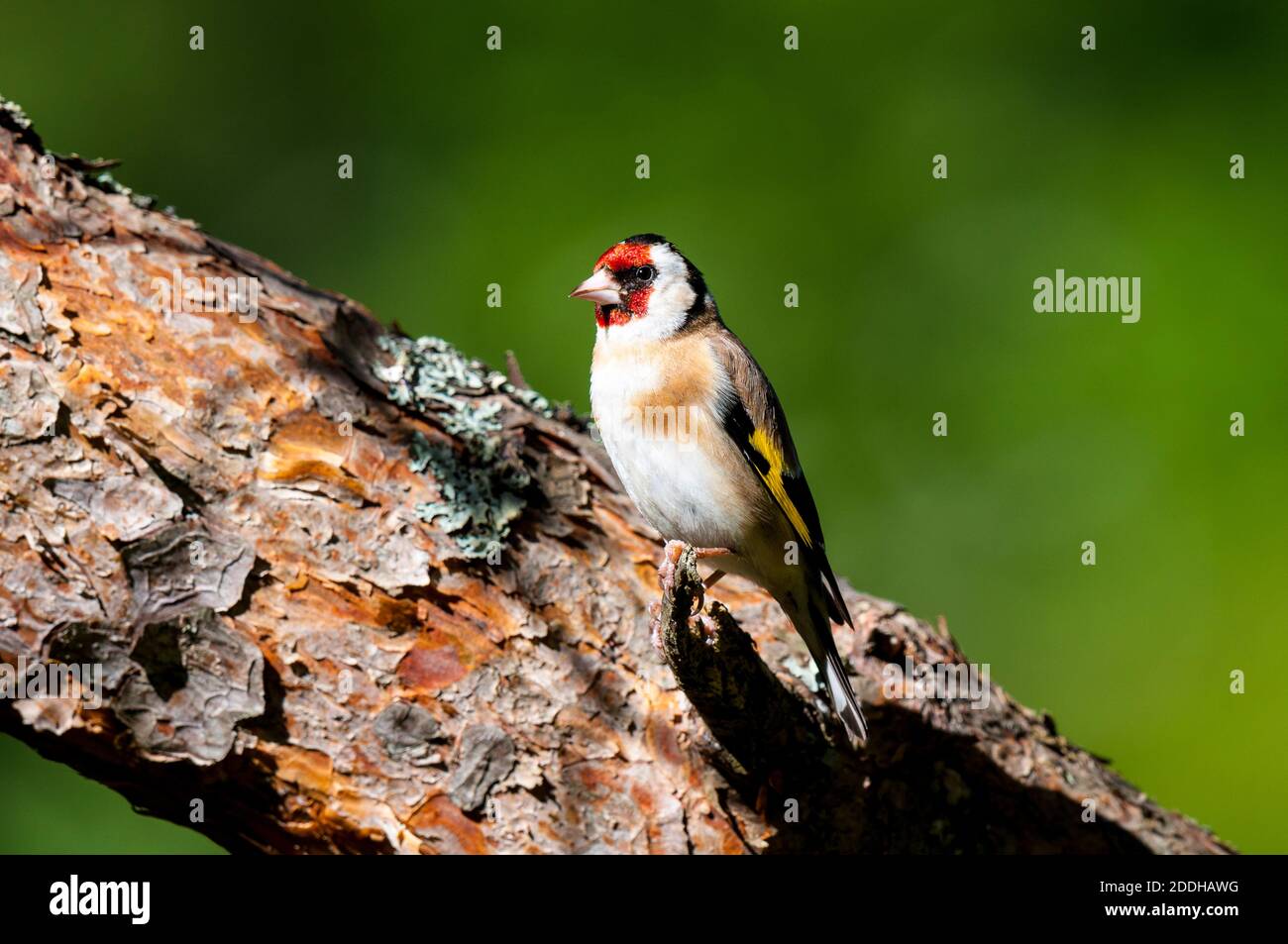 Ein erwachsener Goldfink (Carduelis carduelis), der auf einem Zweig thront, der aus einem Kiefernzweig bei Shieldaig bei Gairloch im Nordwesten Schottlands herausragt. Juni Stockfoto